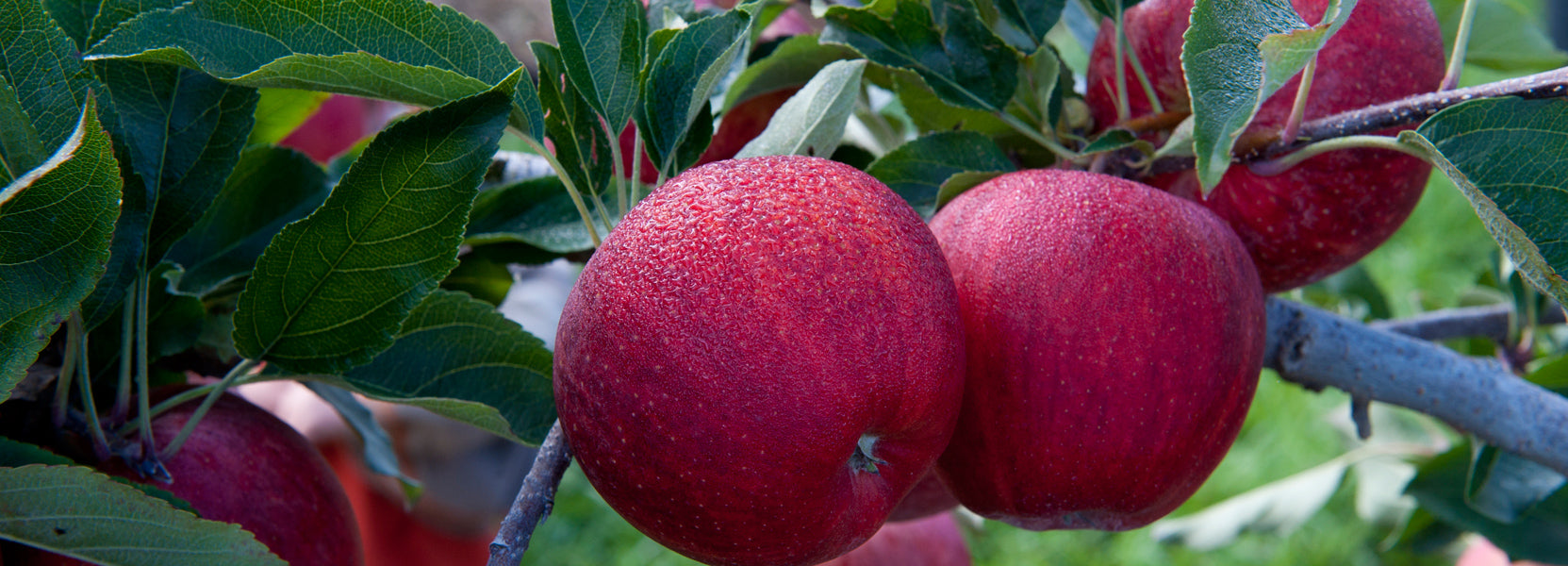 BiteRiot! Apples