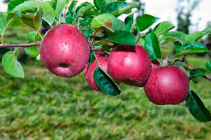 Bite Riot Box BiteRiot Royal Gala Apples - 30 Box