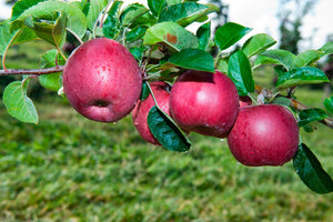 BiteRiot Royal Gala Apples - 30 Box