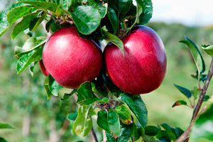 BiteRiot Royal Gala Apples - 30 Box