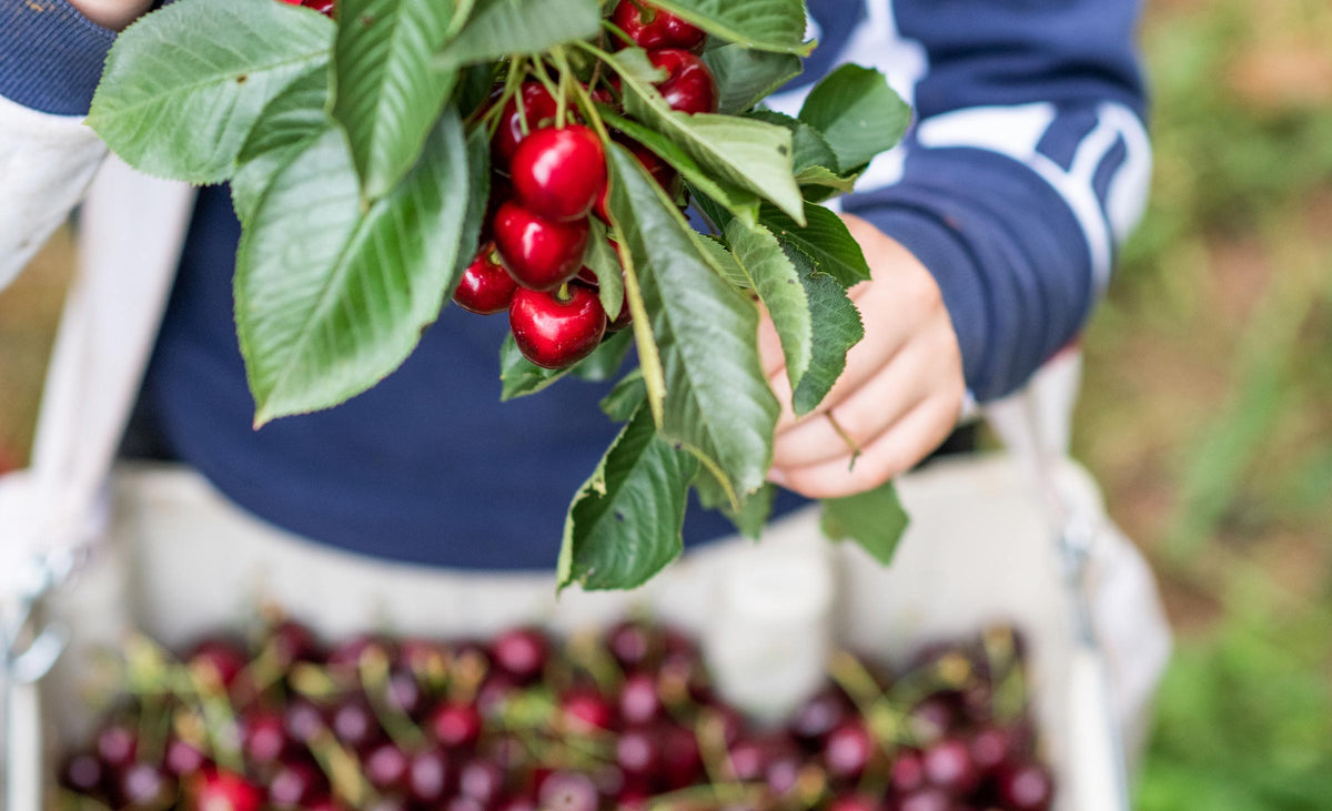 Adopt a Cherry Tree and savor sweet, crunchy cherries – BiteRiot