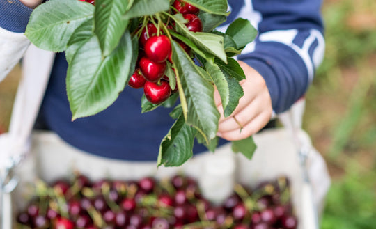 Adopt a Cherry Tree and savor sweet, crunchy cherries – BiteRiot