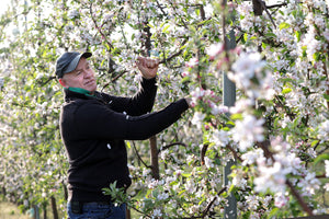Bernard Hall, trellis and pruning Apple blossom trees at BiteRiot